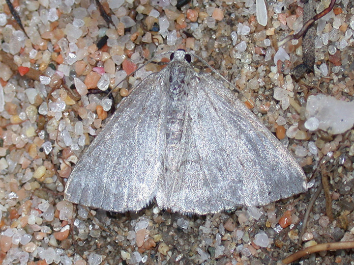 Tortricidae Eana argentana ?